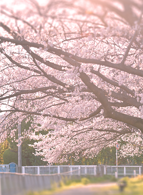 桜の舞う夜