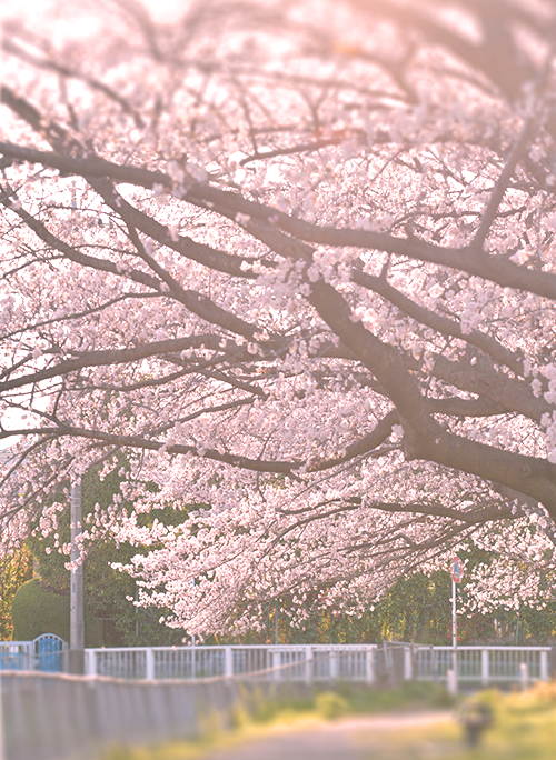 "桜"よりも綺麗な君に