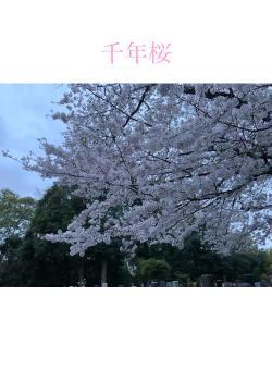 千年桜