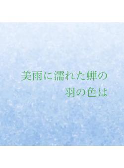 美雨に濡れた蝉の羽の色は