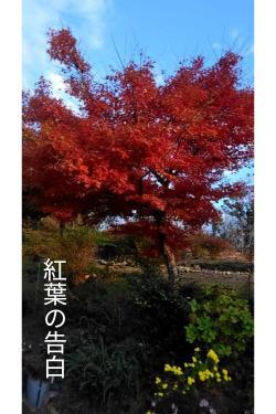 紅葉の告白