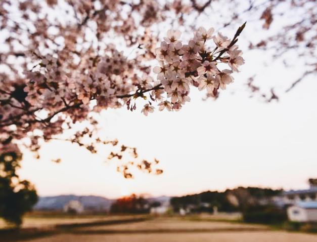 桜は私と舞い上がる。