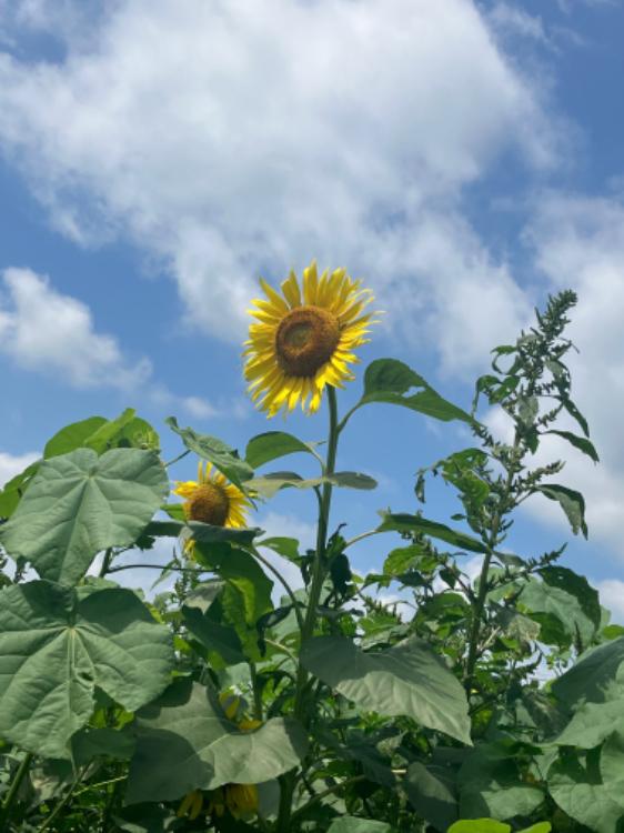 私の花言葉